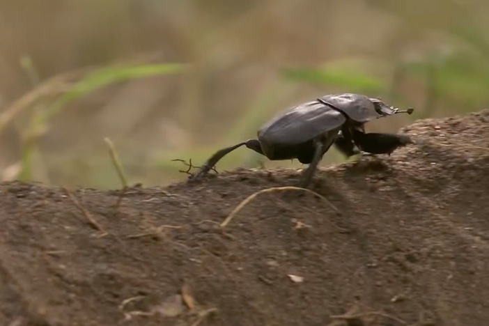 There's nothing tastier to a dung beetle than a hearty serving of human excrement.
