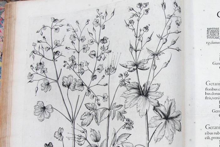 Appraisal: 1613 Basilius Besler "Hortus Eystettensis," from San Diego Hour 3