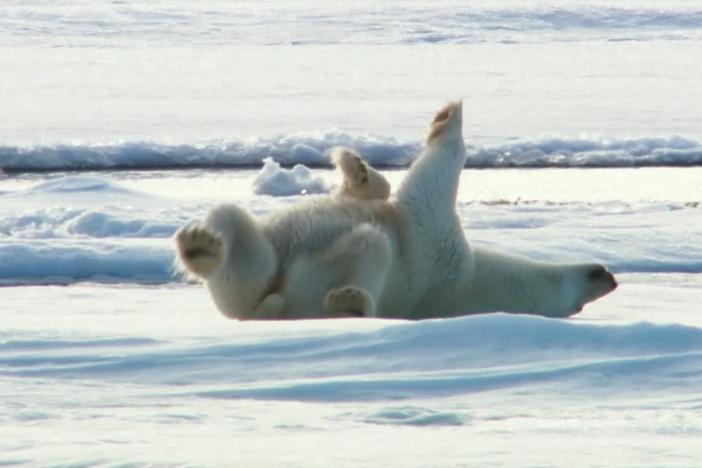 Polar bears have their own special way of drying off after a swim.