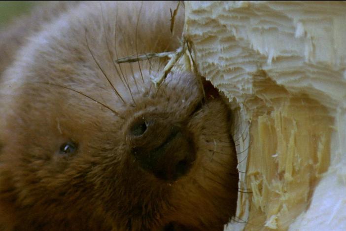 Beavers are devoted to their work as dam builders and they are born equipped for the job.