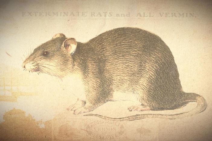 The war against rats helped end the bubonic plague outbreak  in San Francisco.