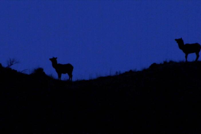 A pack of wolves isolates an injured elk on a ridge. Then, something remarkable happens.