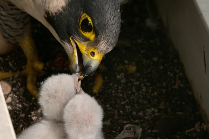 This family of peregrine falcons is taking advantage of urban Chicago's resources.