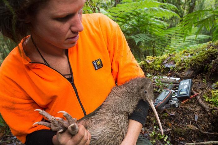 Watch Joel Sartore's photoshoot with the rowi kiwi.