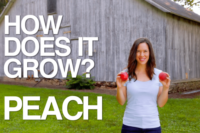 Follow the harvest of Summer’s sweetest treat.