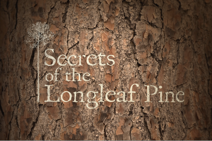 A fascinating exploration of the Southeastern United States’ Longleaf Pine ecosystem.