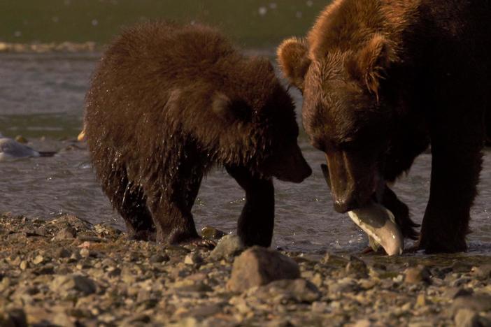Alaskan brown bears struggle fatten up before winter hibernation.