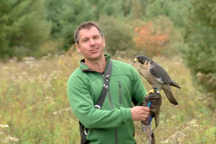 Chris and Martin get to see the peregrine falcon's creature powers first hand!