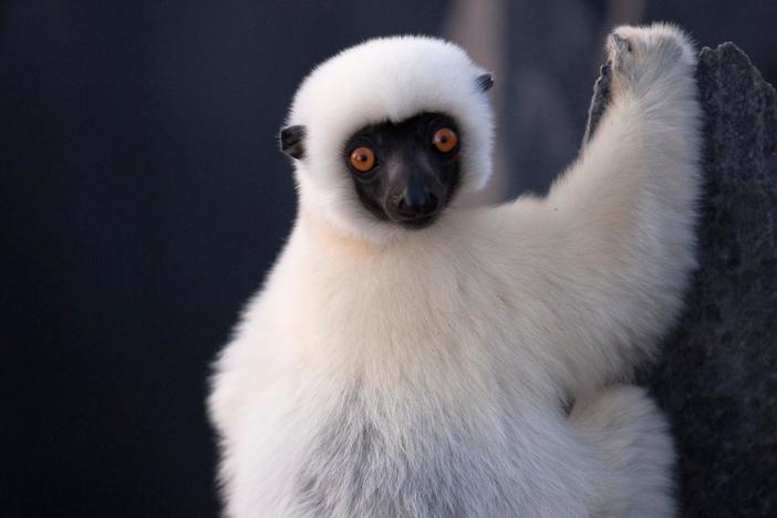 The decken’s sifaka cross miles of exposed rock to feed themselves and their young.