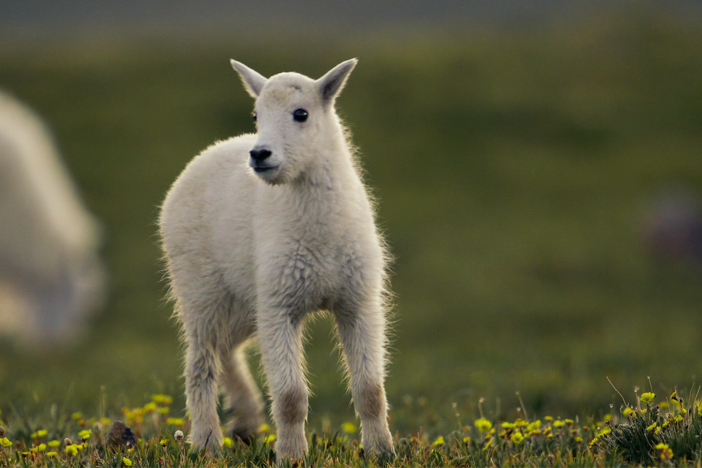 Baby goats imprint on their mothers, allowing them to find their mothers in a pack.