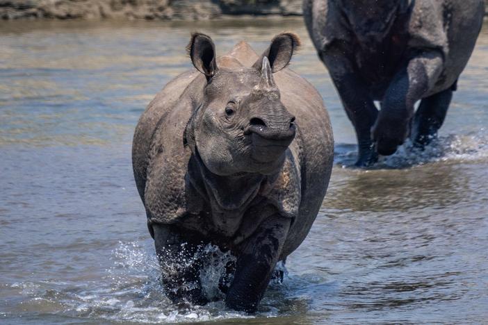 The story of Nepal's first female nature guide and her fight to save the country's wildlife.