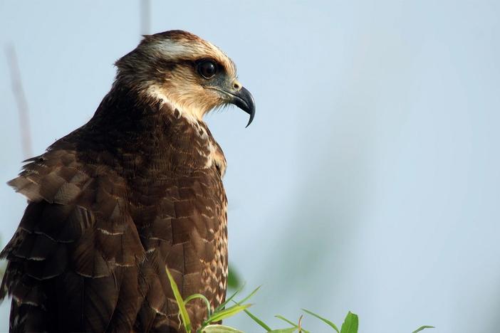 Florida’s snail kites are evolving right in front of us.