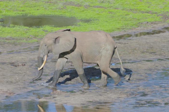 Congo Basin's endangered wildlife find unlikely guardians in indigenous hunters