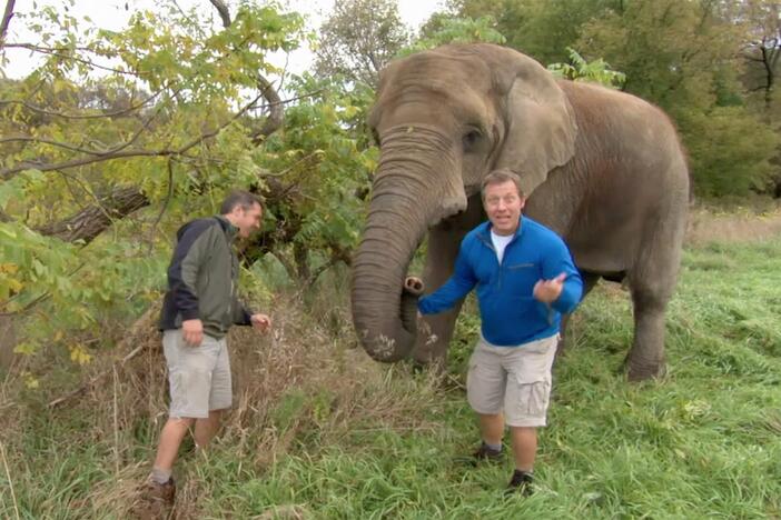 Chris and Martin talk about the elephant's strength – particularly in their trunks