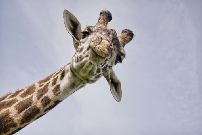 Discover how nature’s biggest beasts conquer their environments.