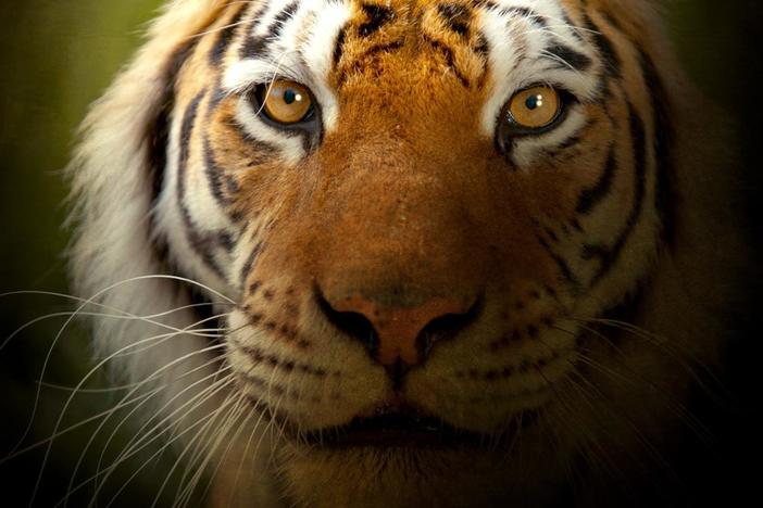 Like so many other wild cats, survival of the tiger is on a knife edge.