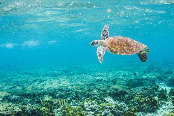 Watch as human and animal residents of the reef prepare for a cyclone.