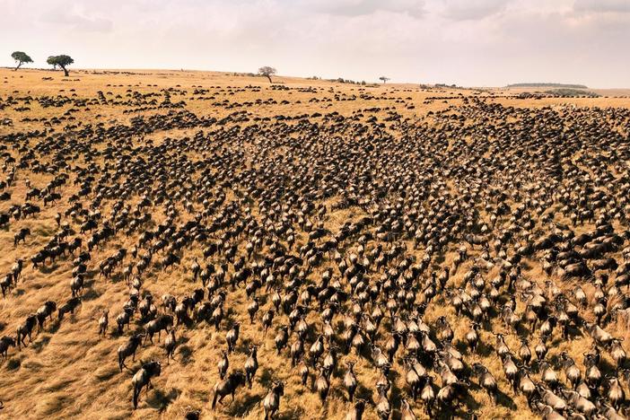 Follow the great wildebeest migration in East Africa, one of nature’s most amazing events.