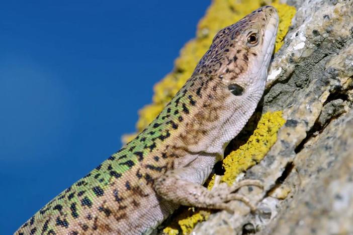What happens when a lot of lizards have very little food?
