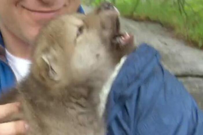 Chris and Martin meet an adorable wolf cub.