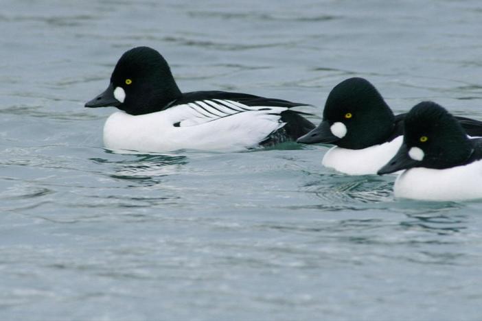 Common Goldeneyes are able to stay a toasty 105 degrees even in the icy Arctic Ocean.
