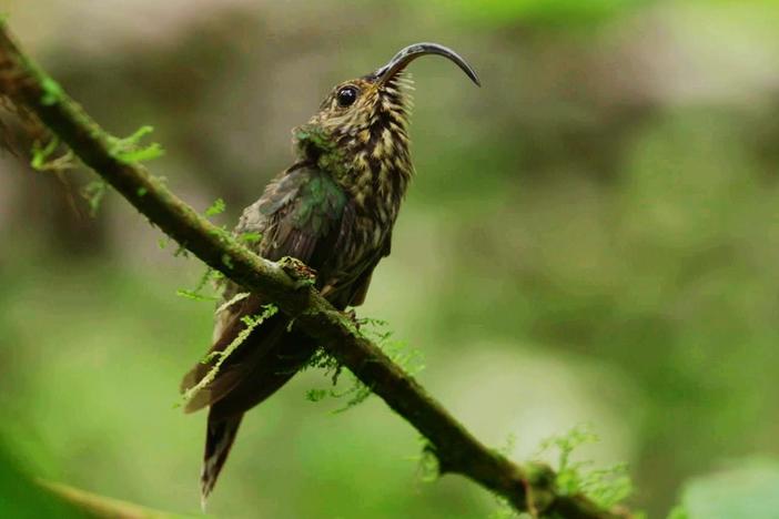 The white-tipped sicklebill is one of Costa Rica's most elusive hummingbirds.