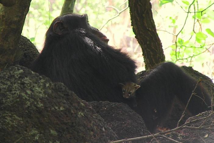 Just like humans, chimps keep pets!   