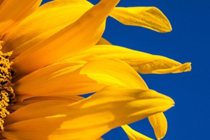 Observa a los polinizadores en girasoles o en cualquier otra planta con flores.
