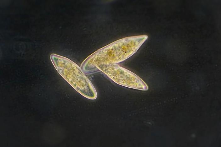 To jumpstart evolution, a scientist shows, just add soap.