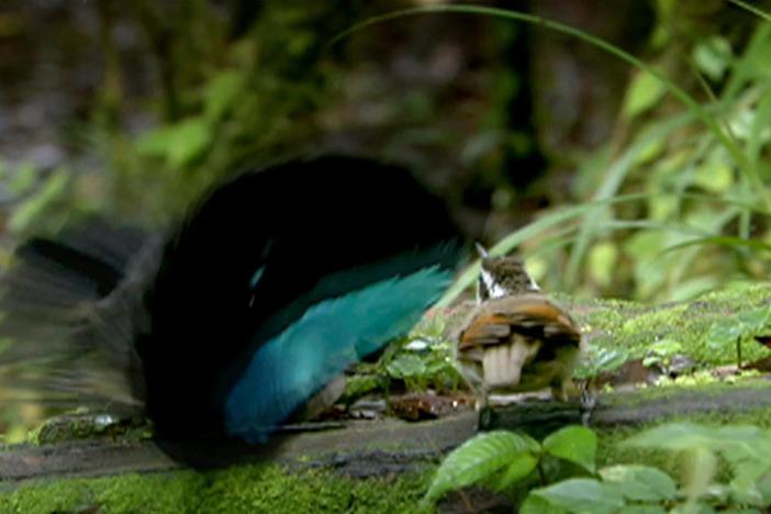 The bizarre and elaborate courtship display of the Superb bird of paradise.