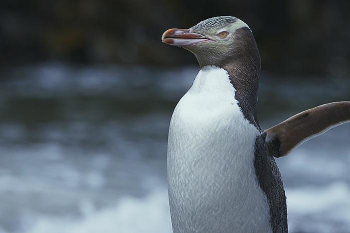 A yellow-eyed penguin family nests in a secluded New Zealand forest.