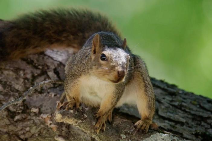 A professor takes inspiration from squirrel movement and acrobatics for robotic technology