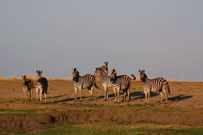 Scientists search for clues to the origin of the zebras' urge to migrate.