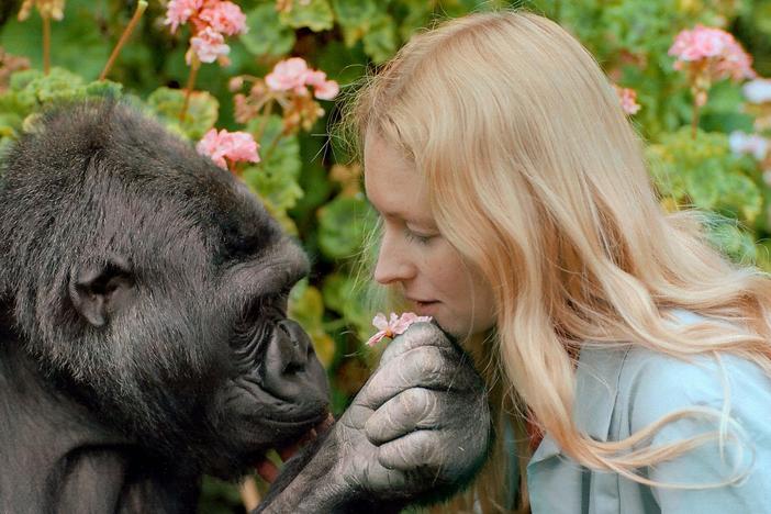 The unique story of a life-long relationship between a scientist and Koko the gorilla.