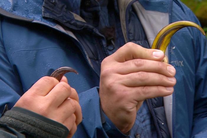 Dr. Joy Reidenberg explains the differences between black and brown bear claws.