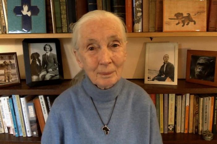 Jane Goodall joins the program.