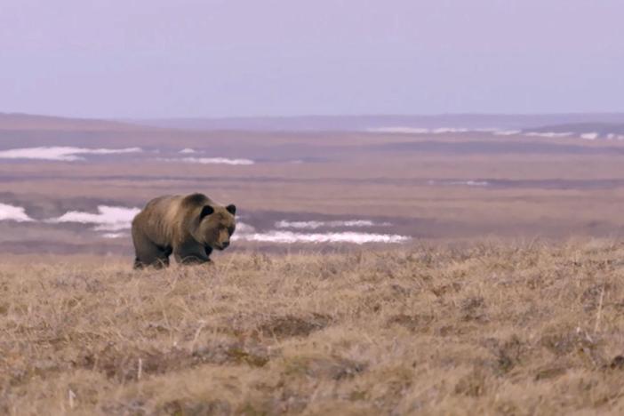 In open landscape, a bear has a hard time catching caribou - but not humans.