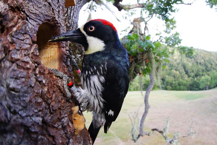 Get an intimate look at what makes woodpeckers so special. Narrated by Paul Giamatti.