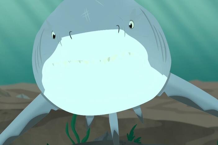 The Kratts find a bull shark in a freshwater river which starts charging at them.