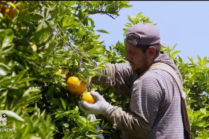 Citrus growers hope to fend off fruit-munching katydids.