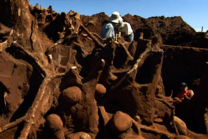 Leafcutter ants shift 40 tons of soil to make their subterranean home.