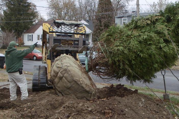 Ambitious Louisville study seeks to understand impact of trees on our health