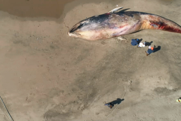 When dead whales turn up in San Francisco, they’re towed to this uninhabited island.
