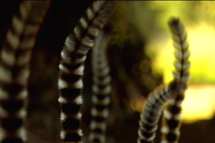 Love in the Animal Kingdom: In the battle for a mate, the smelliest male lemur wins-out. 