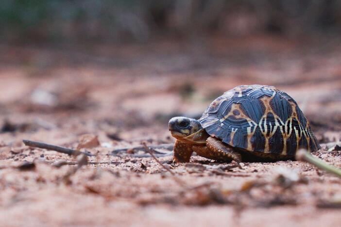 No two Radiated Tortoises are alike—each shell tells its own story.