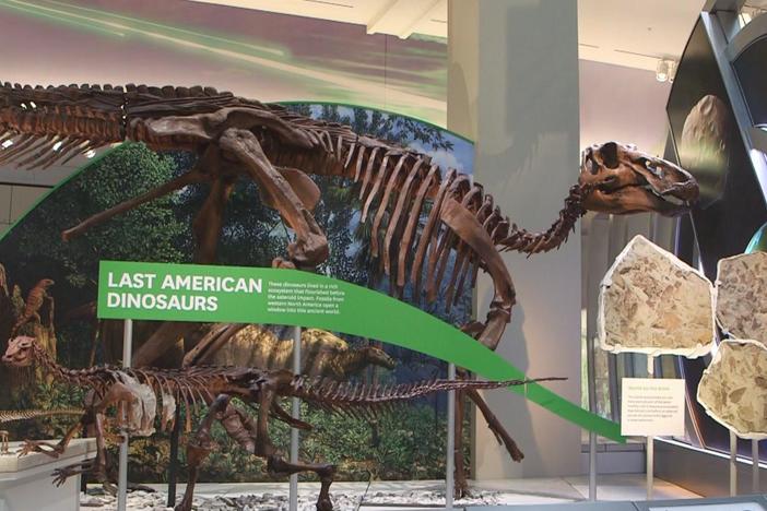 At Smithsonian's renovated Hall of Fossils, dinosaurs are just the beginning