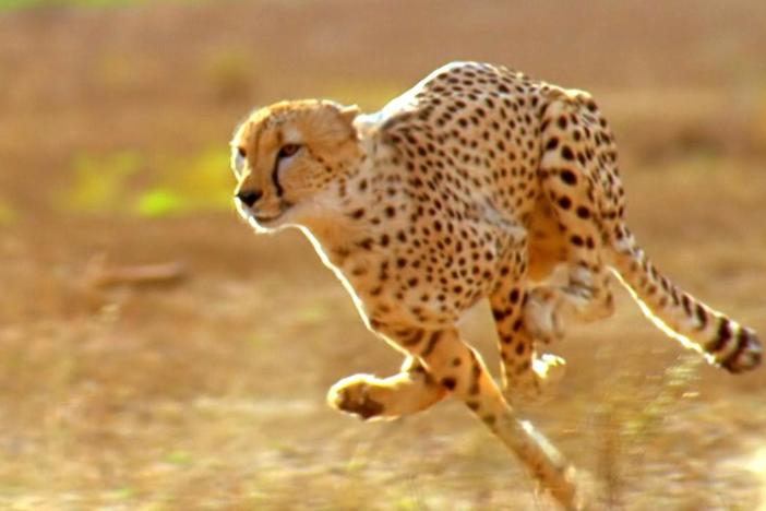 The pronghorn antelope's speed may be due to an arms race with the American cheetah. 