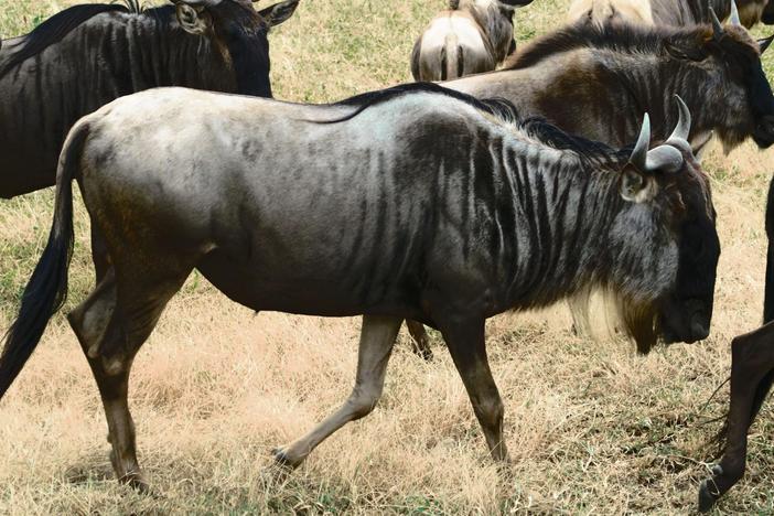 This breakthrough study shows how wildebeest are the keystones to the Serengeti.