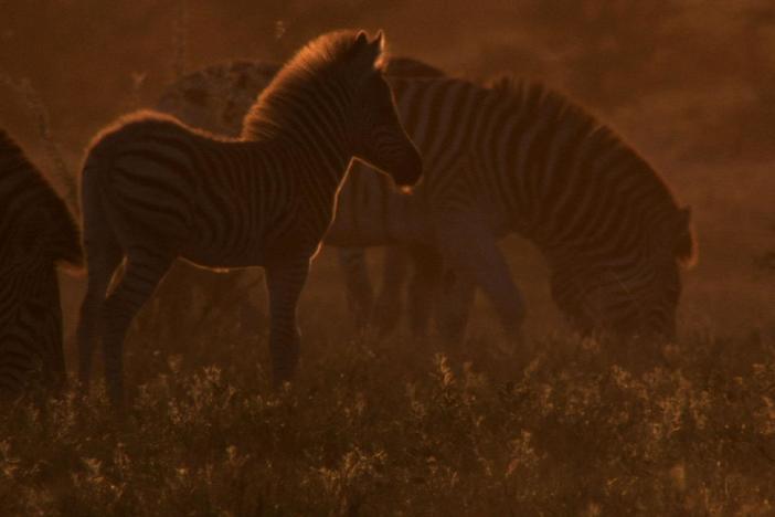 Seasonal rains make home habitable for thousands of zebras in Botswana’s saltpans.