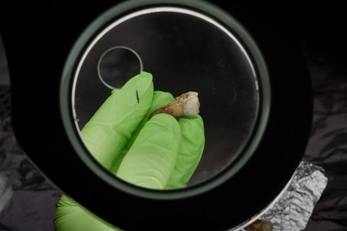 Can scientists identify the man buried inside a mysterious coffin found under Notre Dame?